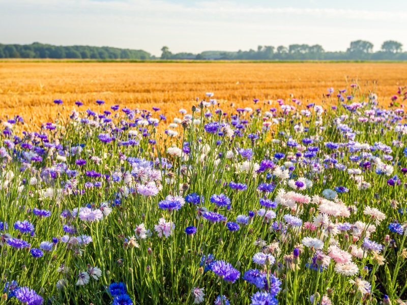 Field margins for pollinators