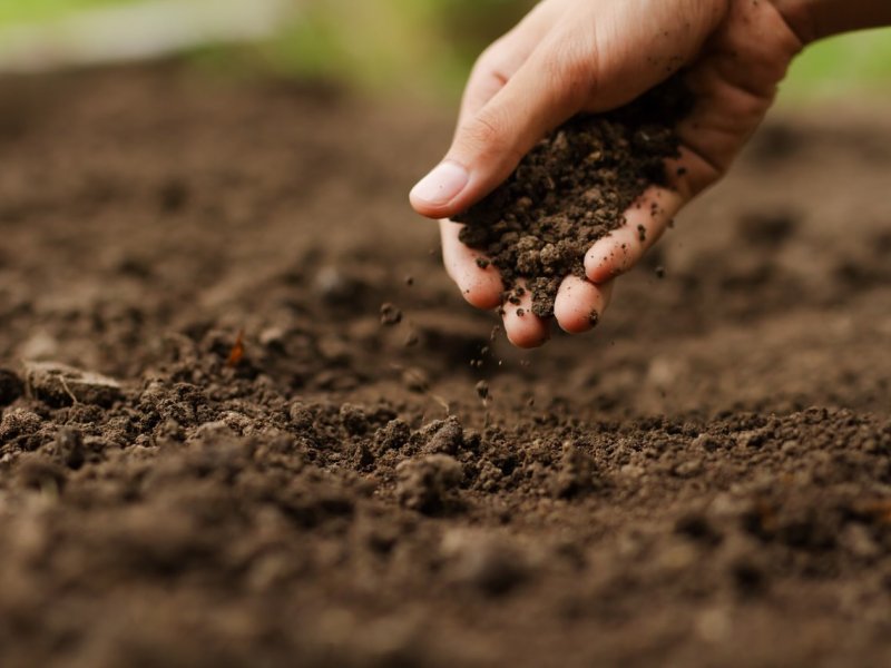 Farmer checking soil health before planting vegetable seeds