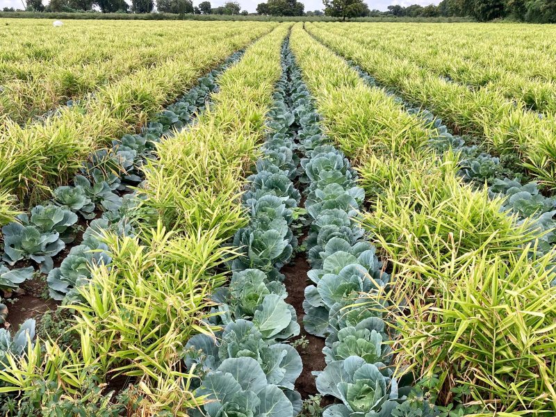 Intercropping Banner Image