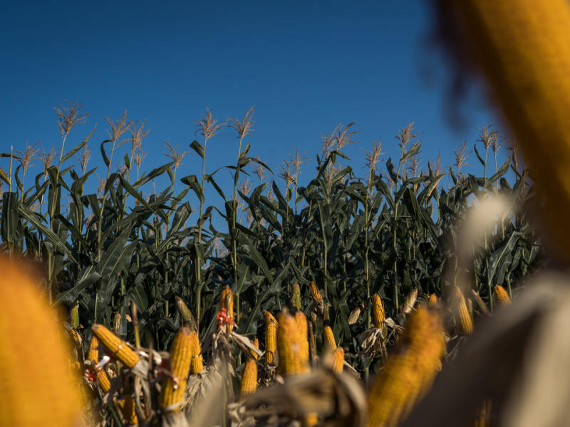 Corns at MAP demonstration