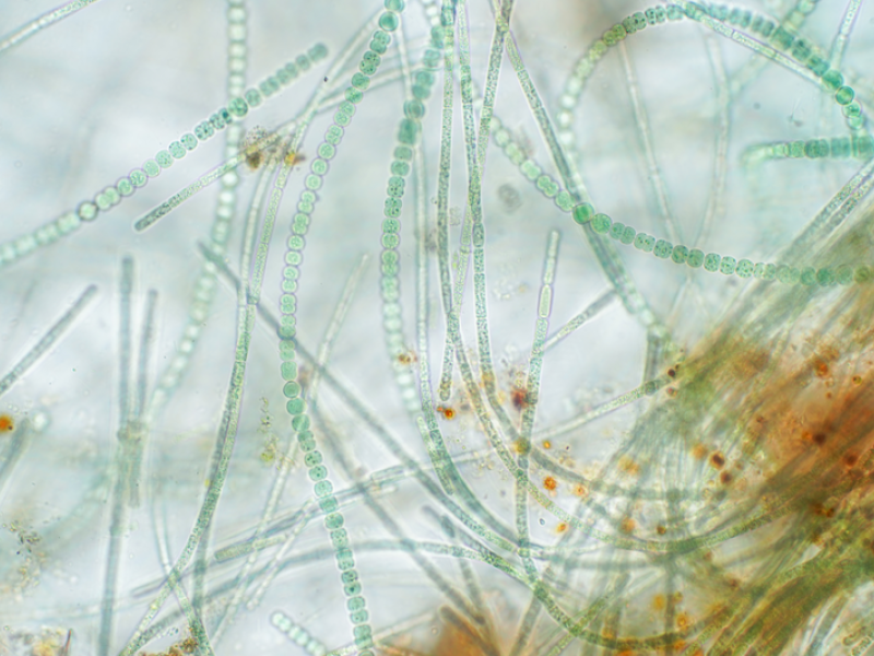 the science and success of biologicals