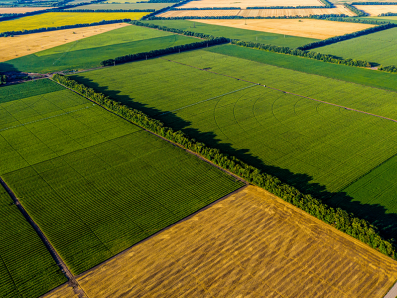 Fields - PSF story banner