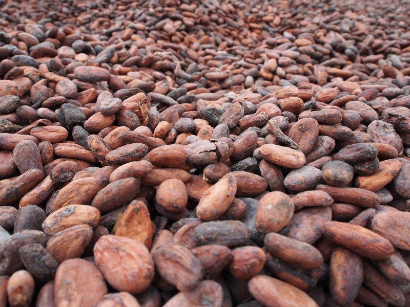 Cocoa beans
