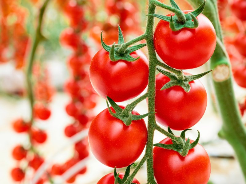 Tomato Cherye