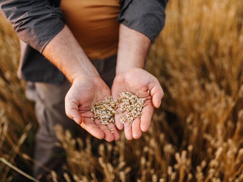 Farmer controlling harvest quality in his field