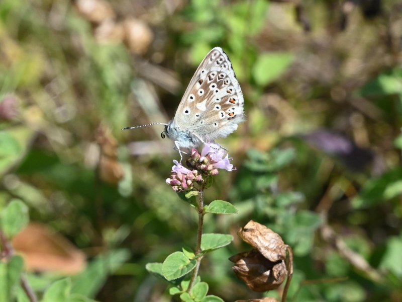 Blue butterfly