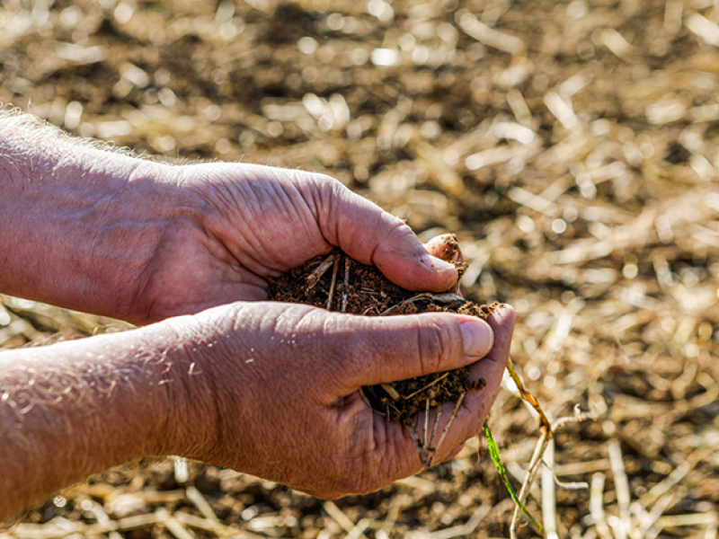 Holding soil - edapholog