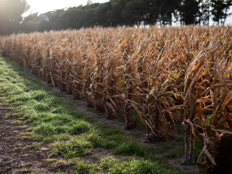 Corn crops with rye grass lollium