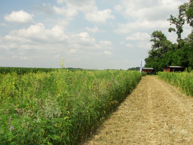 Operation Pollinator