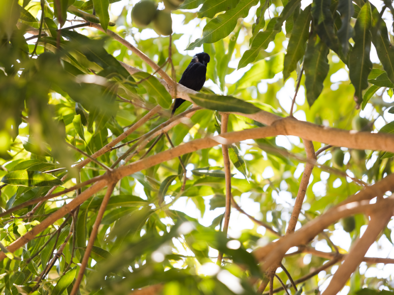 bird - REVERTE project, Gurupi, Brazil
