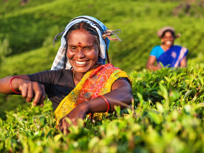 Tamil woman plucking tea leaves on plantation, Southern India