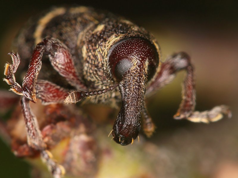 Hylobius abietis