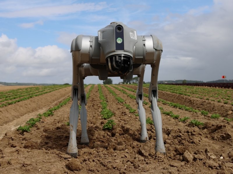 RoboDog in field