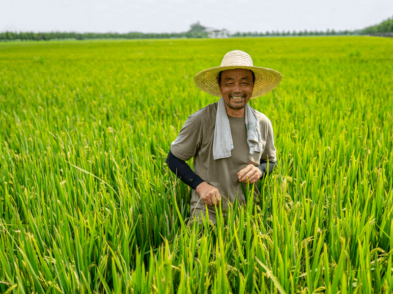 Rice farming | Syngenta