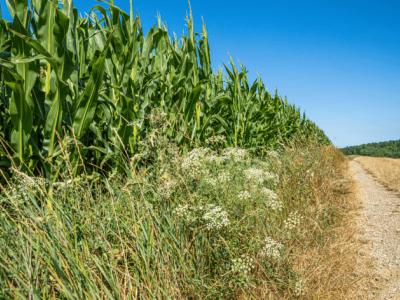 Regenerative-Agriculture-biodiversity