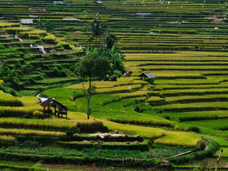 Landscape of Indonesian rice field