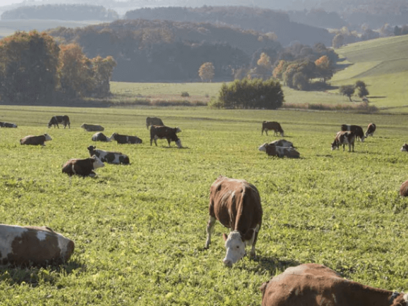 Syngenta livestock cow in field
