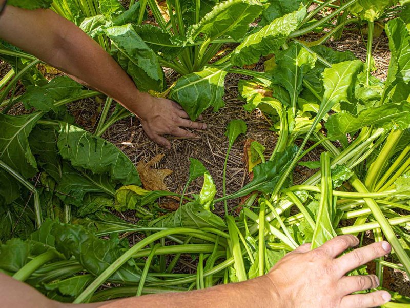 regenerative-agriculture-no-till-soil-austria