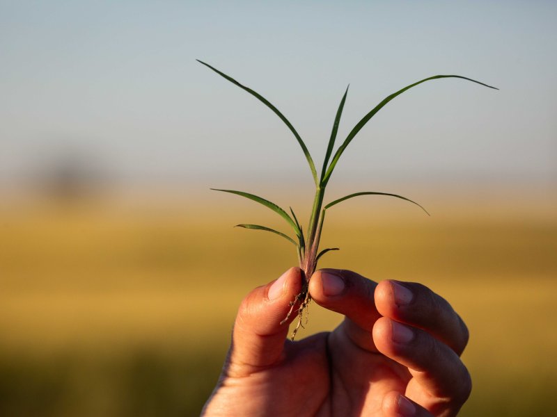 Echinochloa colona weeds