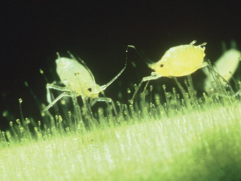Aphids