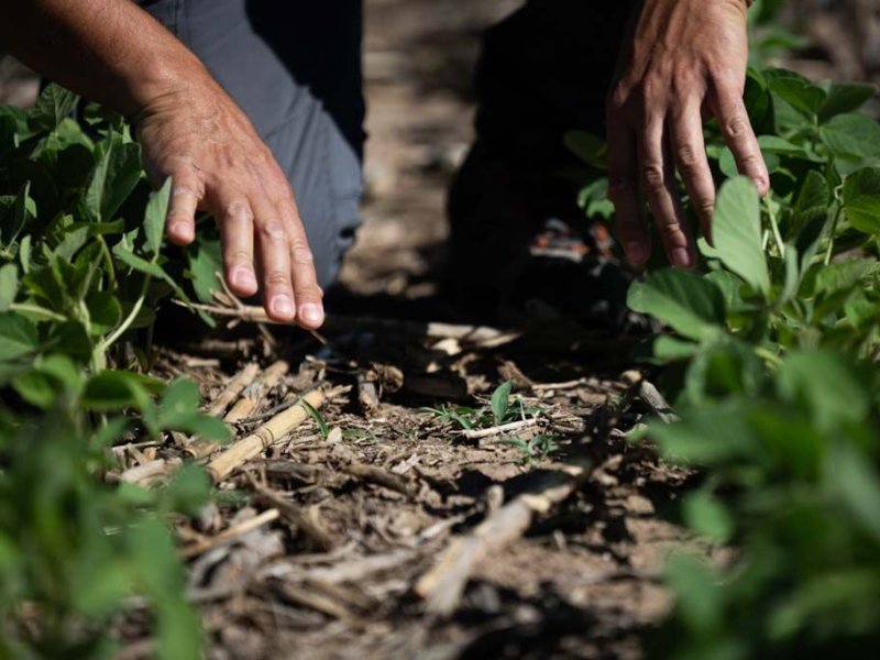 untreated soybean crops with weeds