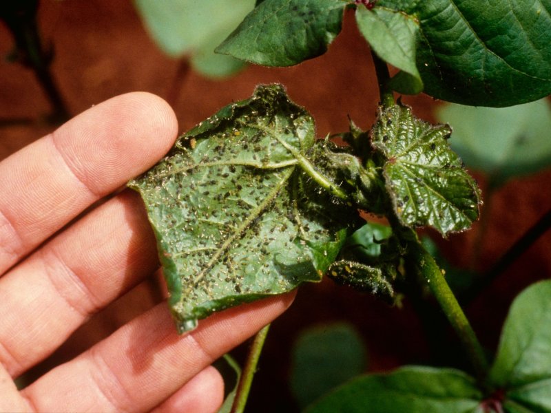 potato leaf aphid