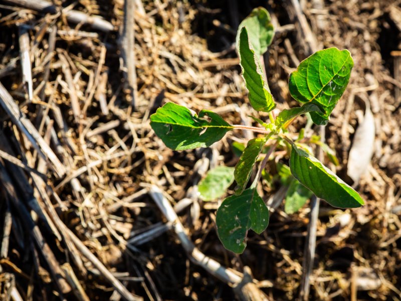 Amaranthus weeds