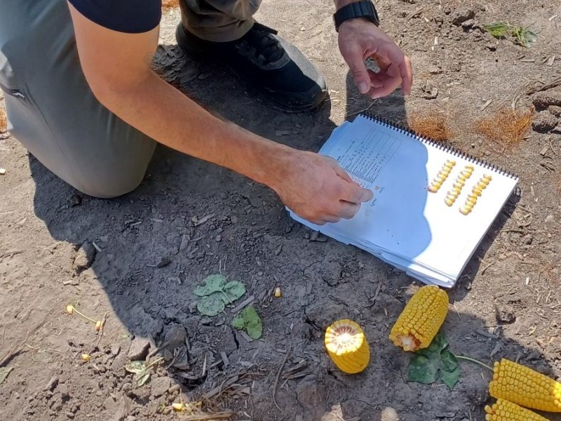 Corn kernels being examined