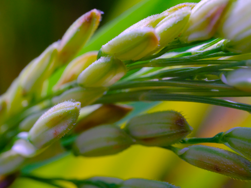 Rice plants close up macro shot