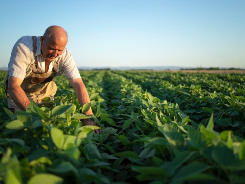 Grower-in-soybean field