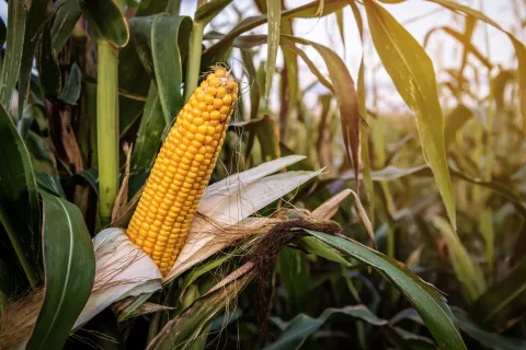 Sweetcorn