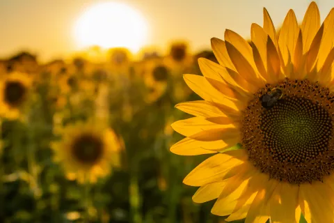 Close-up of a sunflower in a field