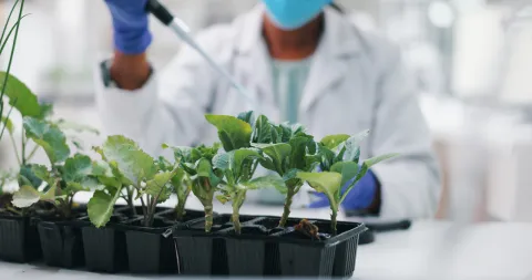Plant research - climate change