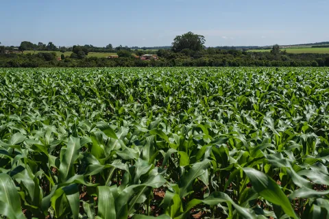 View on a corn field with a farm in the background - climate change