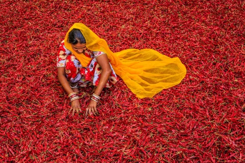Young Indian woman sorting red chili peppers