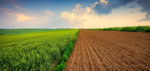 Agriculture field at sunset, green wheat and soil.