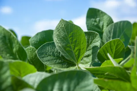 Green leaves of a young green soybean plant on a background of blue sky with clouds. Agricultural plant during active growth and flowering in the field