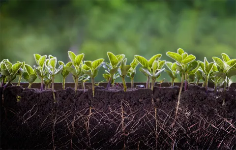 Soil health