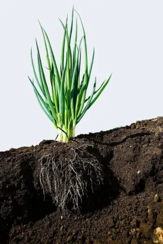 1d49db8d-8006-4896-8db0-73f30d10a4cc-515x773.