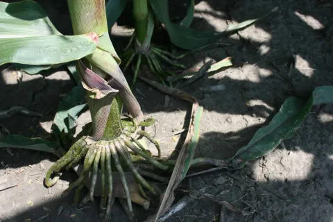 Golden Harvest corn