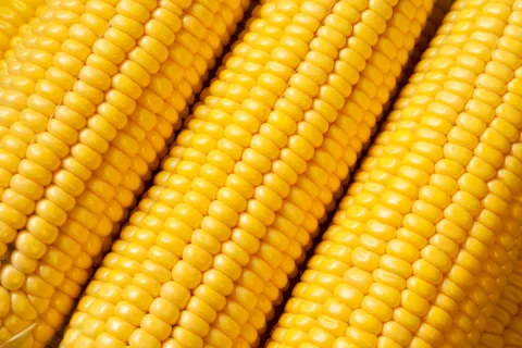 Close-up of fresh corn