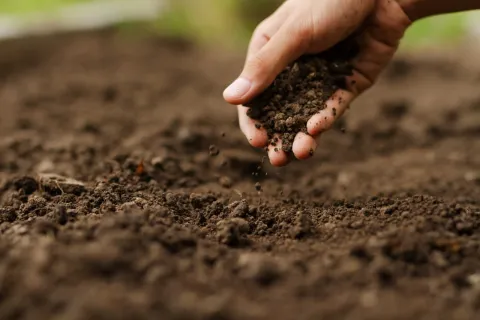Farmer checking soil health before planting vegetable seeds