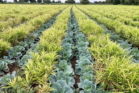 Intercropping Banner Image