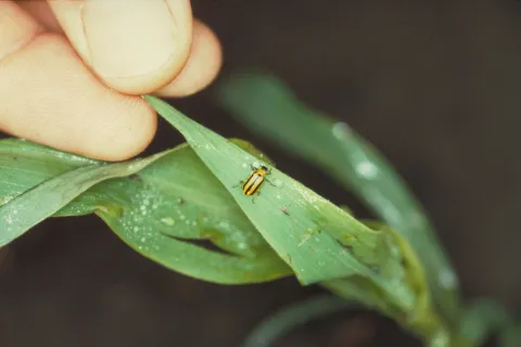 Corn Rootworm