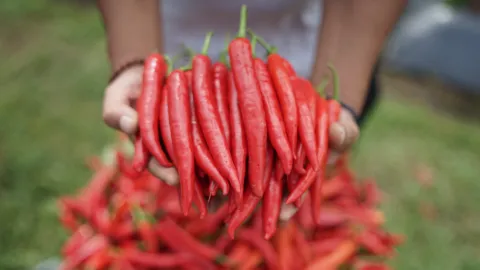 Freshly harvested chilis in Indonesia
