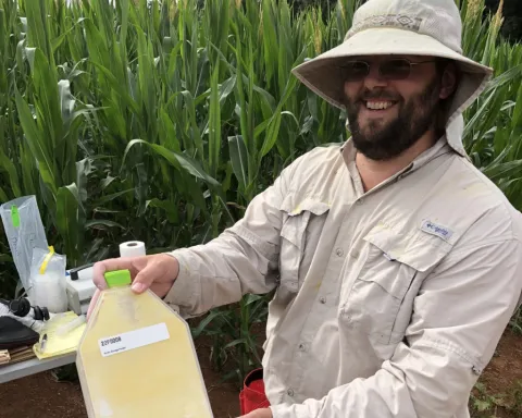 Storing Maize pollen