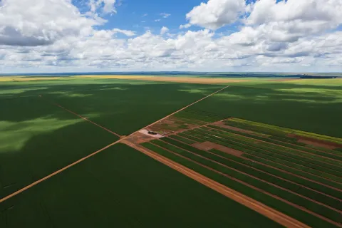 Aerial view of soybean field