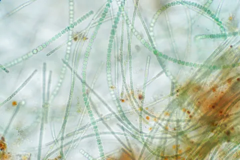 the science and success of biologicals