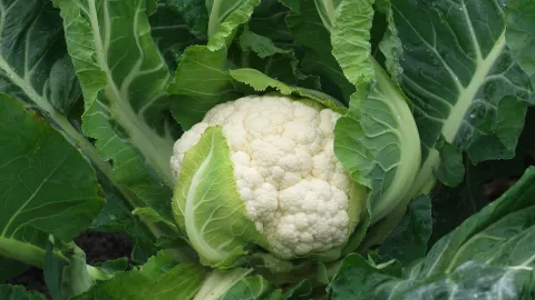 Clarina Cauliflower