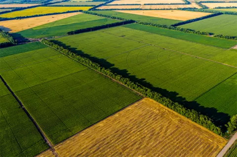 Fields - PSF story banner